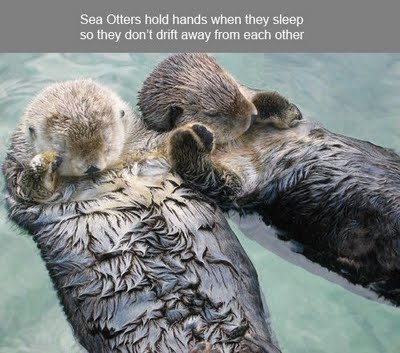 2013-05-01 Sea Otters