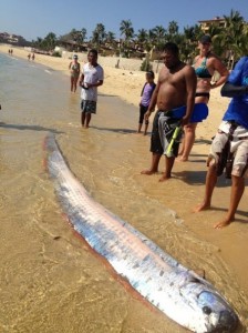 First Ever Footage of Live Oarfish in Deep Water – Difficult Run