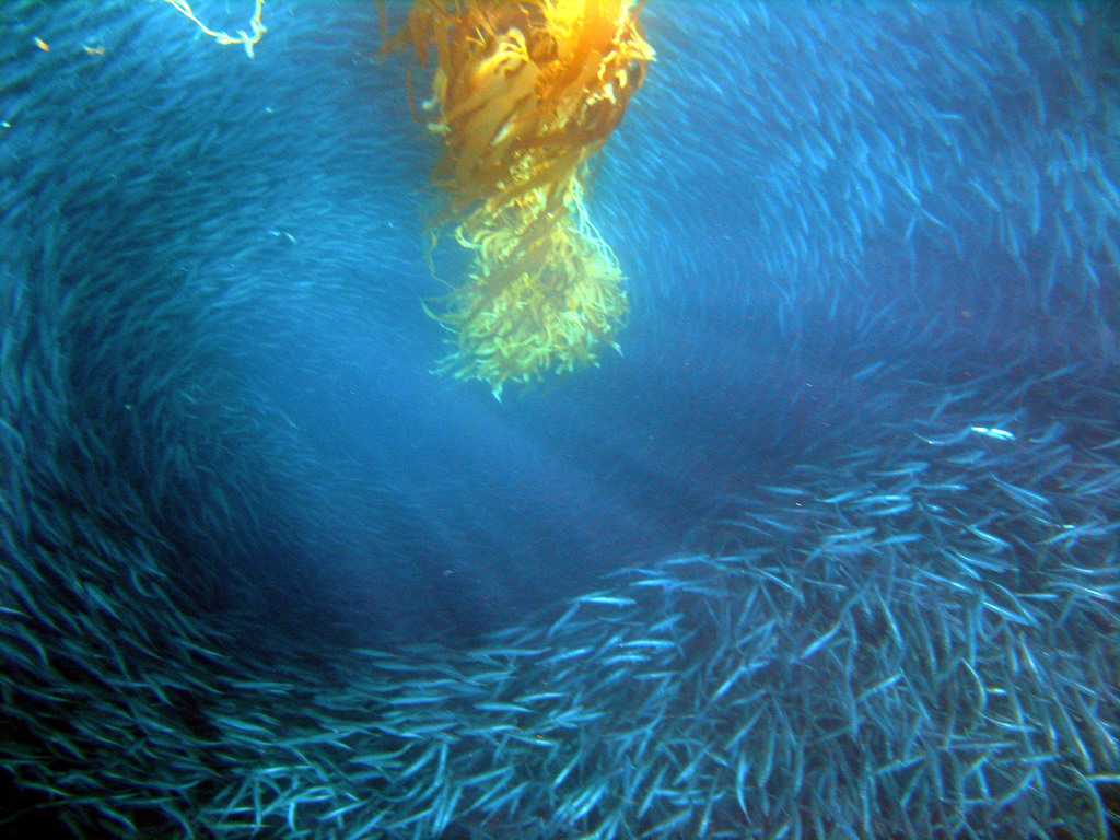 Bait ball around kelp in Channel Islands