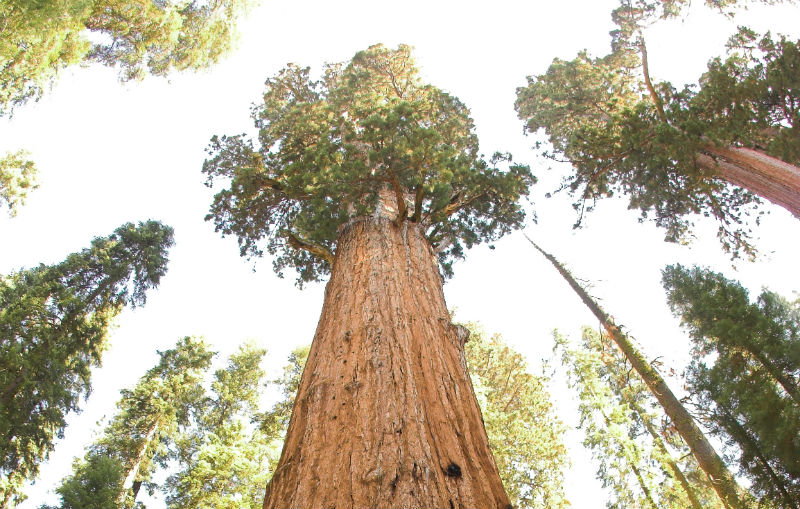 Photo of General Sherman by Jim Bahn